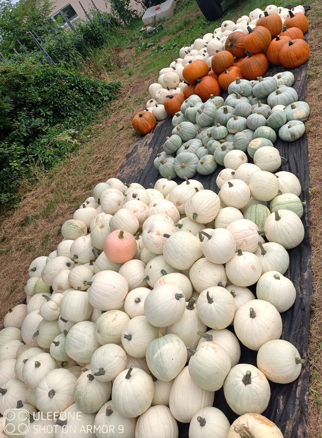 weiße halloween Kürbis weiße halloween Kürbis